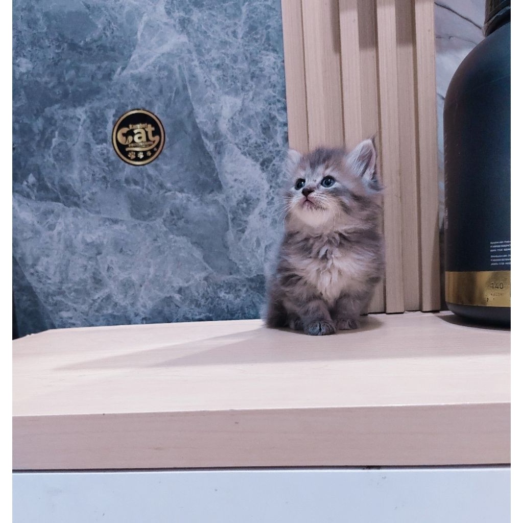 kucing persia Norwegian muchkin