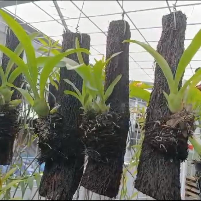 COD_ batang pakis anggrek, media tanam pakis batang buat anggrek, kadaka (PANGPUNG ALAM)