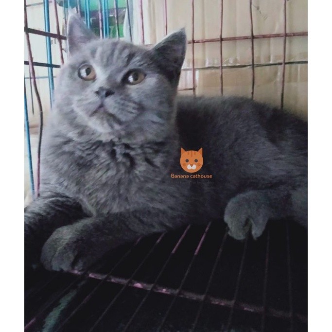 kucing warna abu shorthair