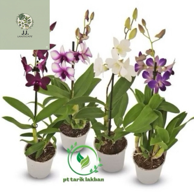 COD PROMOANGGREK DENDROBIUM DEWASA / BUNGA ANGGREK DENDROBIUM DEWASA