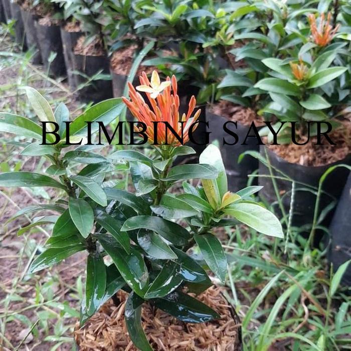 tanaman asoka mini orange pohon asoka bunga