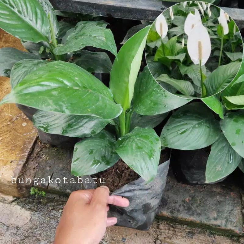 Tanaman Hias Spatufilum / Peace Lily Bangkok Daun Lebar