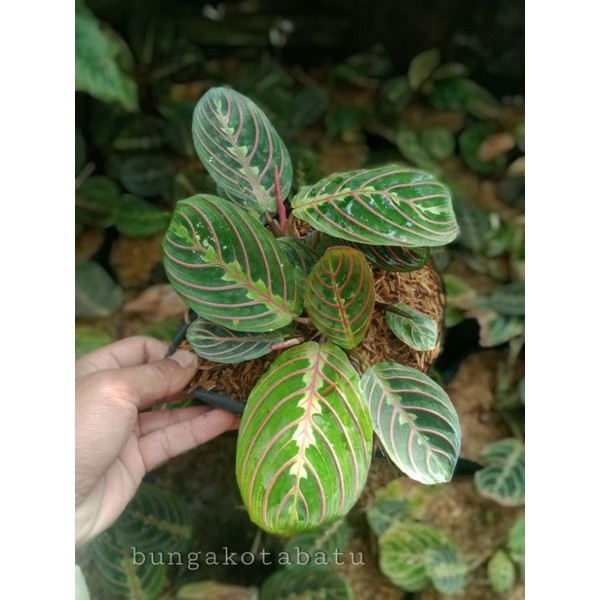 Tanaman Hias Calathea Kepiting
