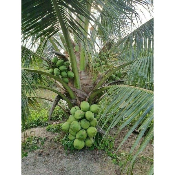 bibit kelapa hibrida // kelapa hibrida hijau super (RGL)