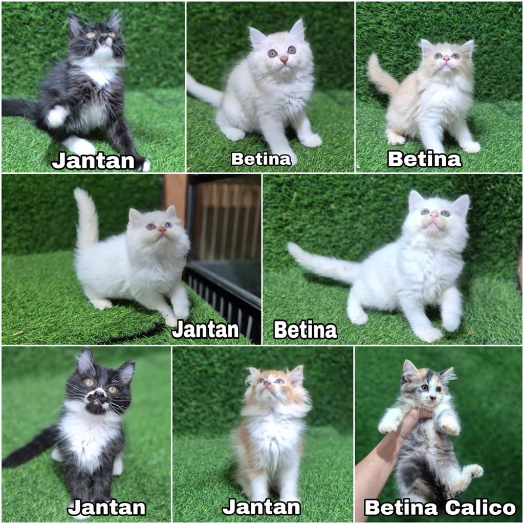 kucing Persia bulu kapas Longhair