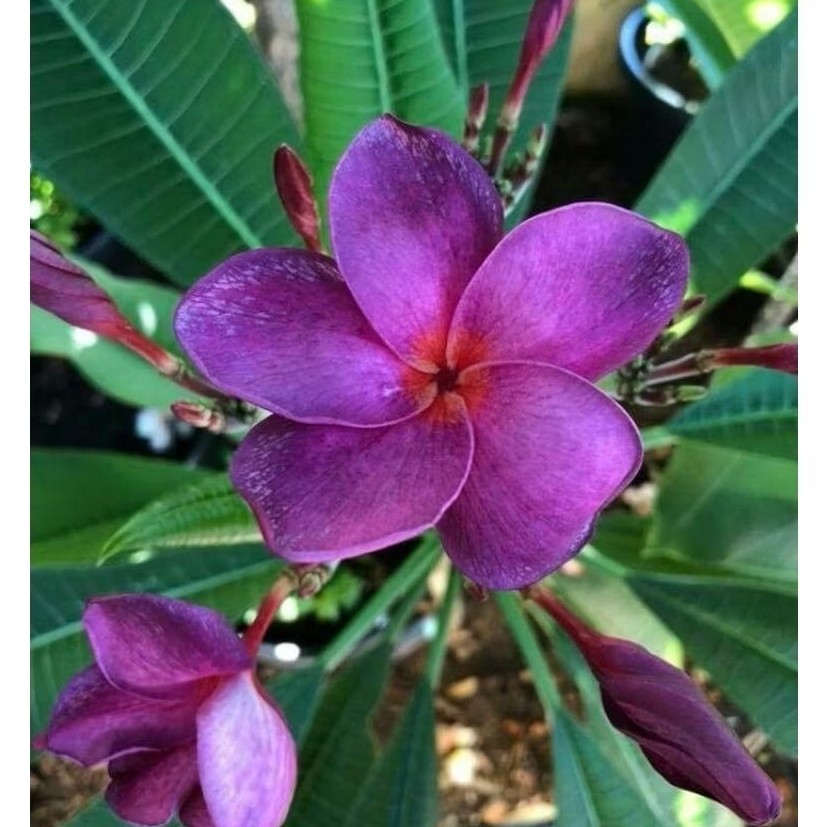 (stek batang) Kamboja bali bunga ungu / Pohon Kamboja bali hidup