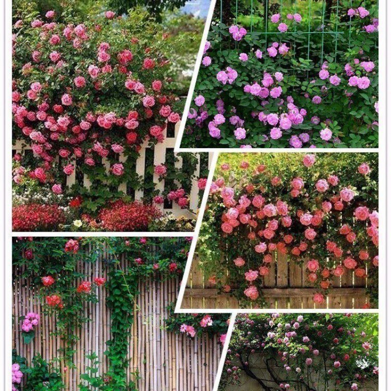 50benih Mixed Colors Climbing Rose seeds MAWAR hidup benih bunga warna warni-Beautiful Climbing Rose
