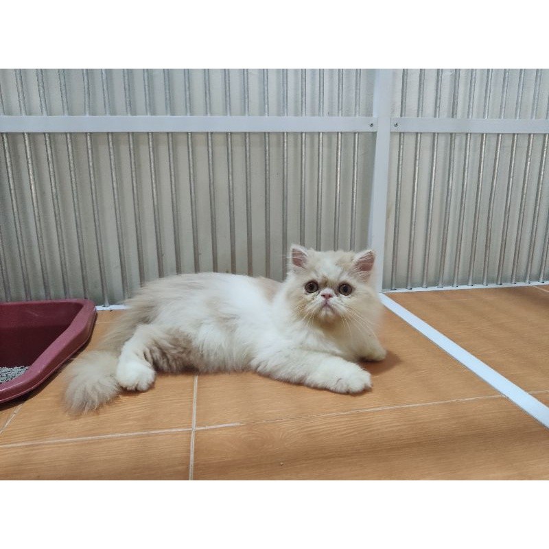 kucing kitten ras persia peaknose longhair