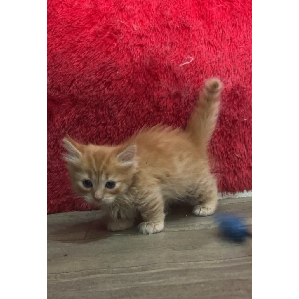 Kucing scottish fold x munckin shorthair