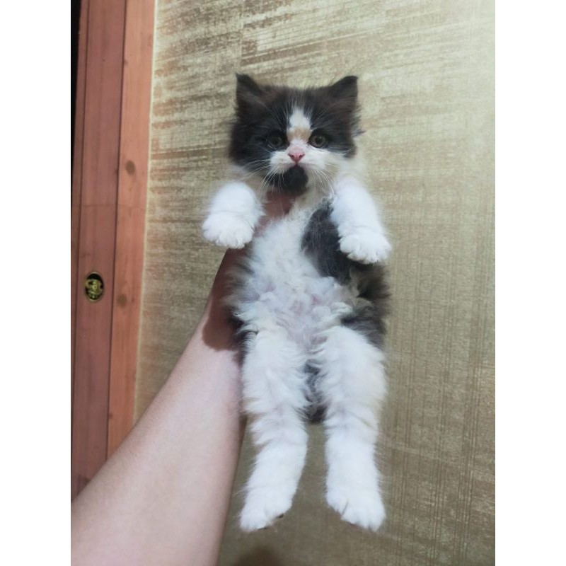 kucing Persia flatnose hitam putih
