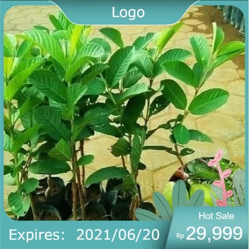 Bibit Jambu Kristal tanpa biji jambu kristal putih okulasi COD TA