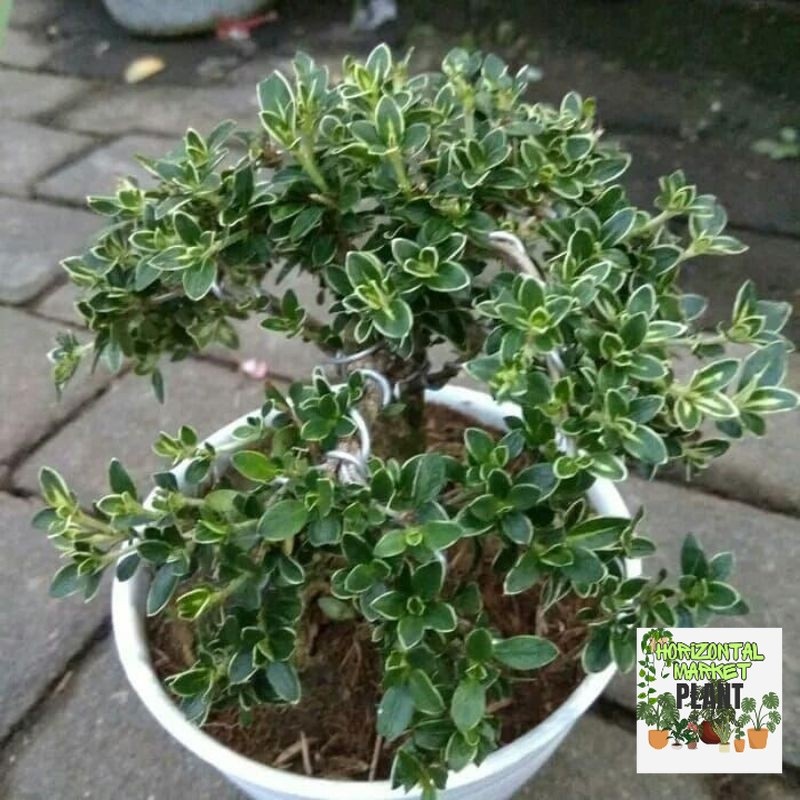 Bibit bonsai mirten-tanaman hias bunga mirten-mirten