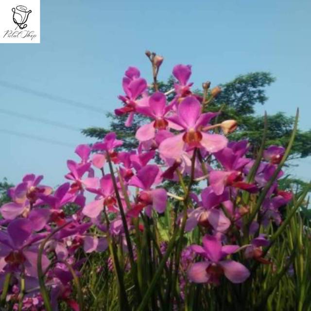 Anggrek tanah Vanda Douglas dewasa belum spike