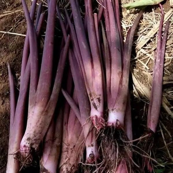 bibit talas ungu termurah / lompong