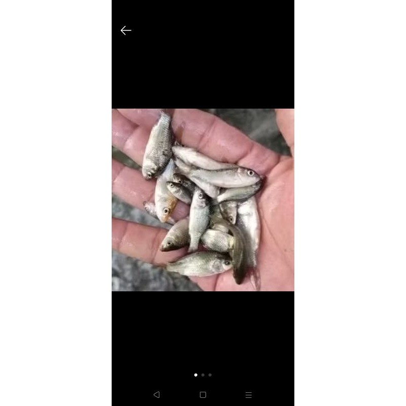 bibit ikan mas ukuran 2jari per ekor / bibit ikan di bandung