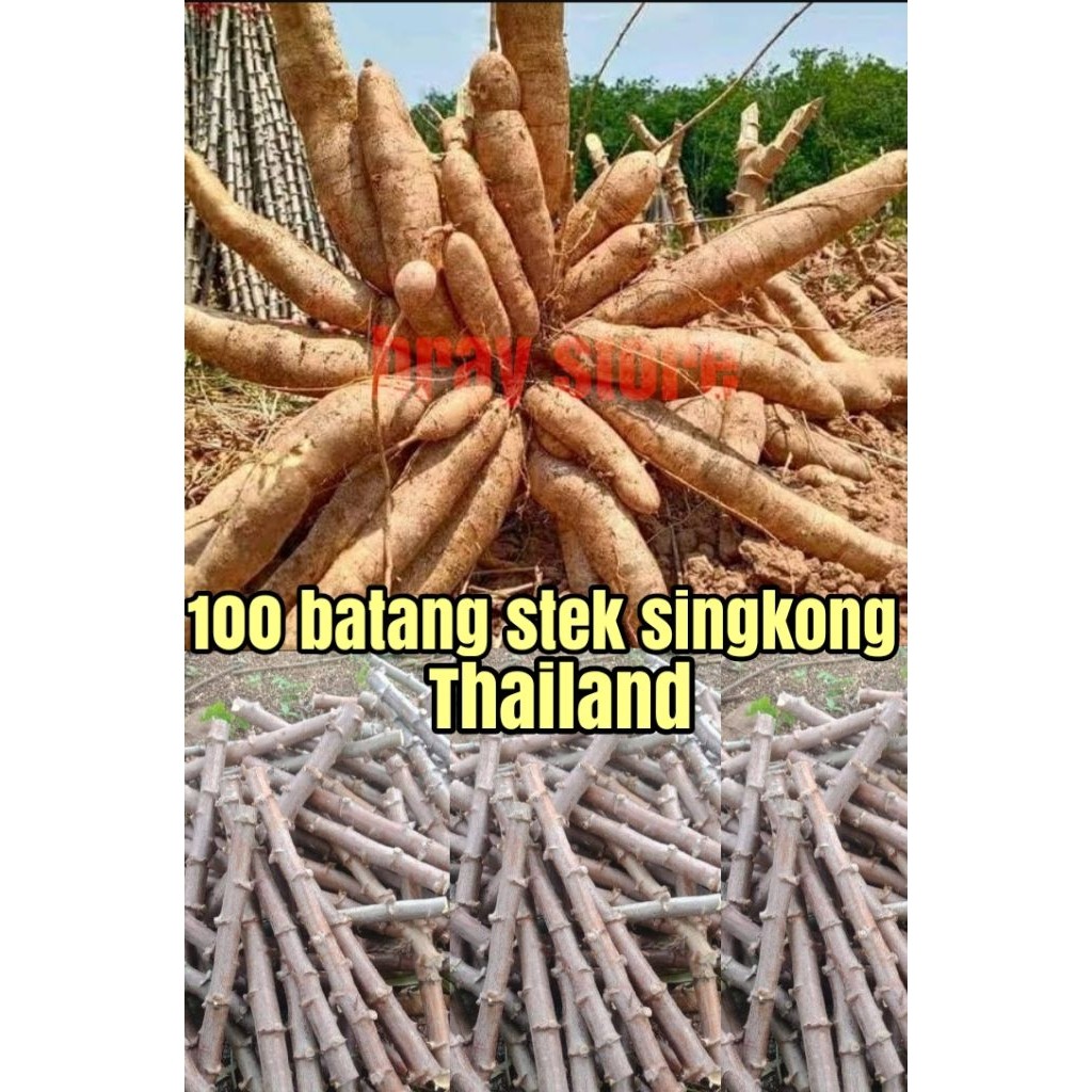 100 BATANG BIBIT POHON SINGKONG THAILAND PANJANG/ BATANG 25 CM .BIBIT PILIHAN UNGGUL