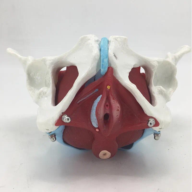 Female Pelvic Uterus Muscle Organ Anatomy Mecal Teaching Model