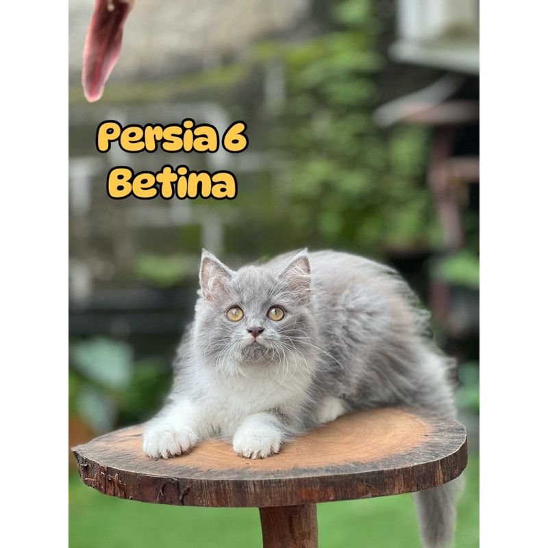 Kucing Persia Anggora Himalaya Ragdoll Peaknose British shorthair Mainecoon sphinx bengal