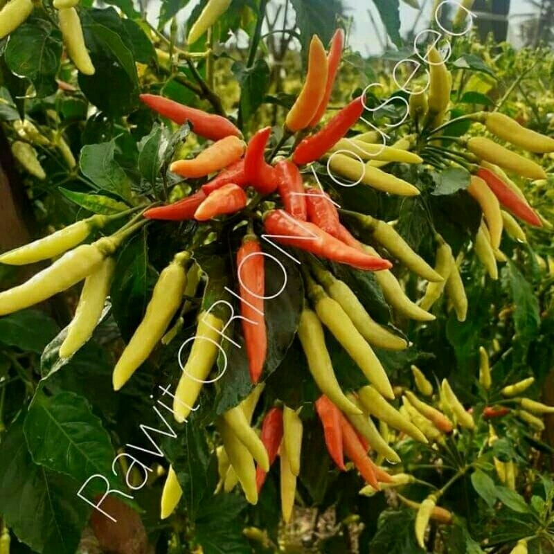 100 Biji Cabe ORION F1 | Biji Buah Bergerombol | Cabai Rawit Orion F1 | Tahan Virus | Benih Cabai Un