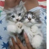 KUCING KITTEN PERSIA / PRESMED/ MAINCOON/RAGDOLL
