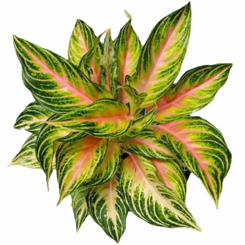 Tanaman Hias Aglonema Butterfly -  Bibit Aglonema Butterfly Remaja - Tanaman Aglonema Butterfly