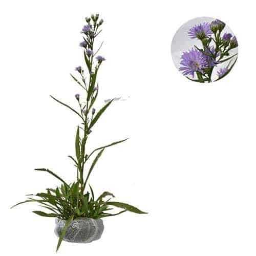 TANAMAN FULL MEDIA Bibit Tanaman Hias Bunga Aster Peacock /Aster Pikok Bisa Pilih Warna belum berbun