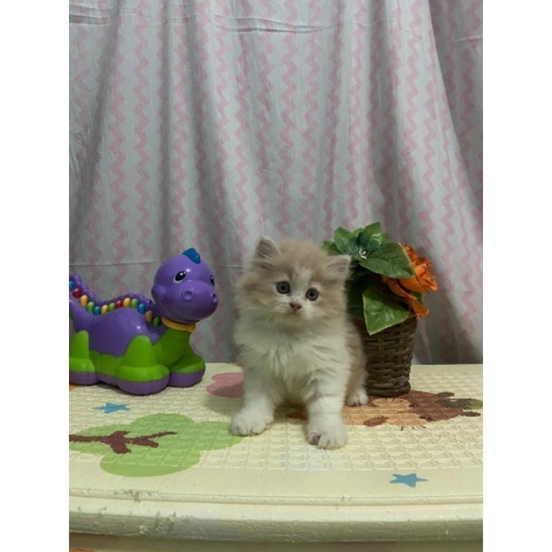 KUCING KITTEN NORWEGIAN GEMESSS