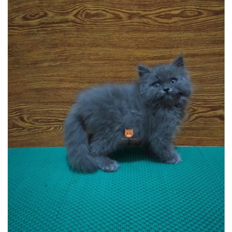 kucing Persia British bulat super