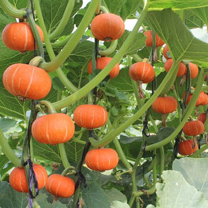 [ Paket Isi 20 Seed ] Benih - Biji Labu Jepang - Labu Orange - Labu Kabocha Jepang