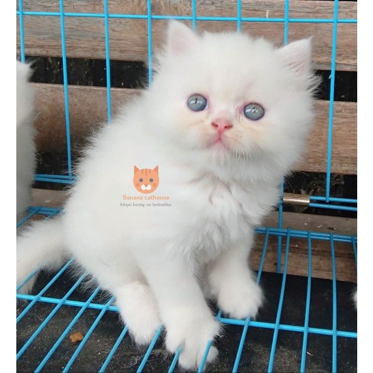 Kucing Ras Persia White Solid Ukuran Kecil