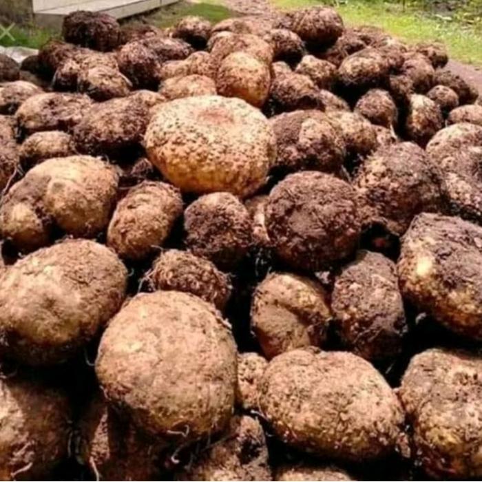 Umbi Porang/Umbi Iles Berkualitas/1kg