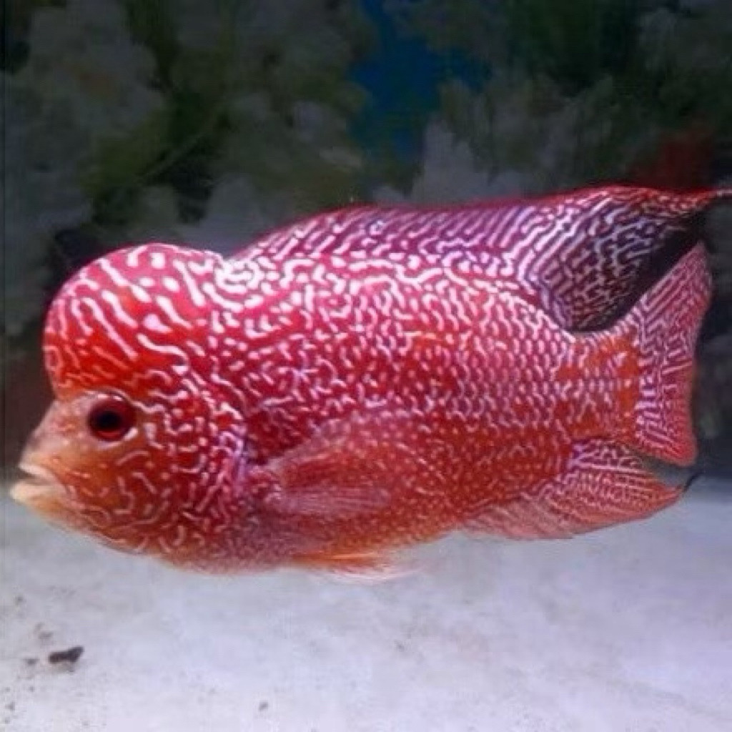 Promo lohan Burayak Louhan Golden Base Size 2-4 Cm