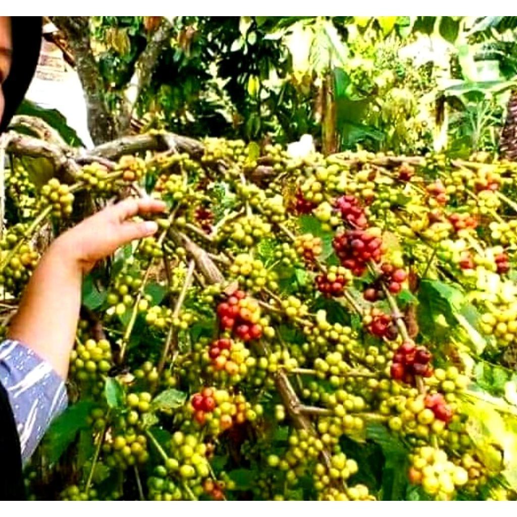 Terbaik Biji bibit Kopi Robusta Lampung unggul