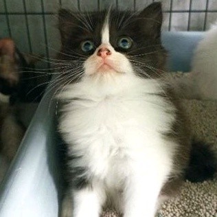 Gratis Onkir Kucing Persia Medium Mix Himalaya