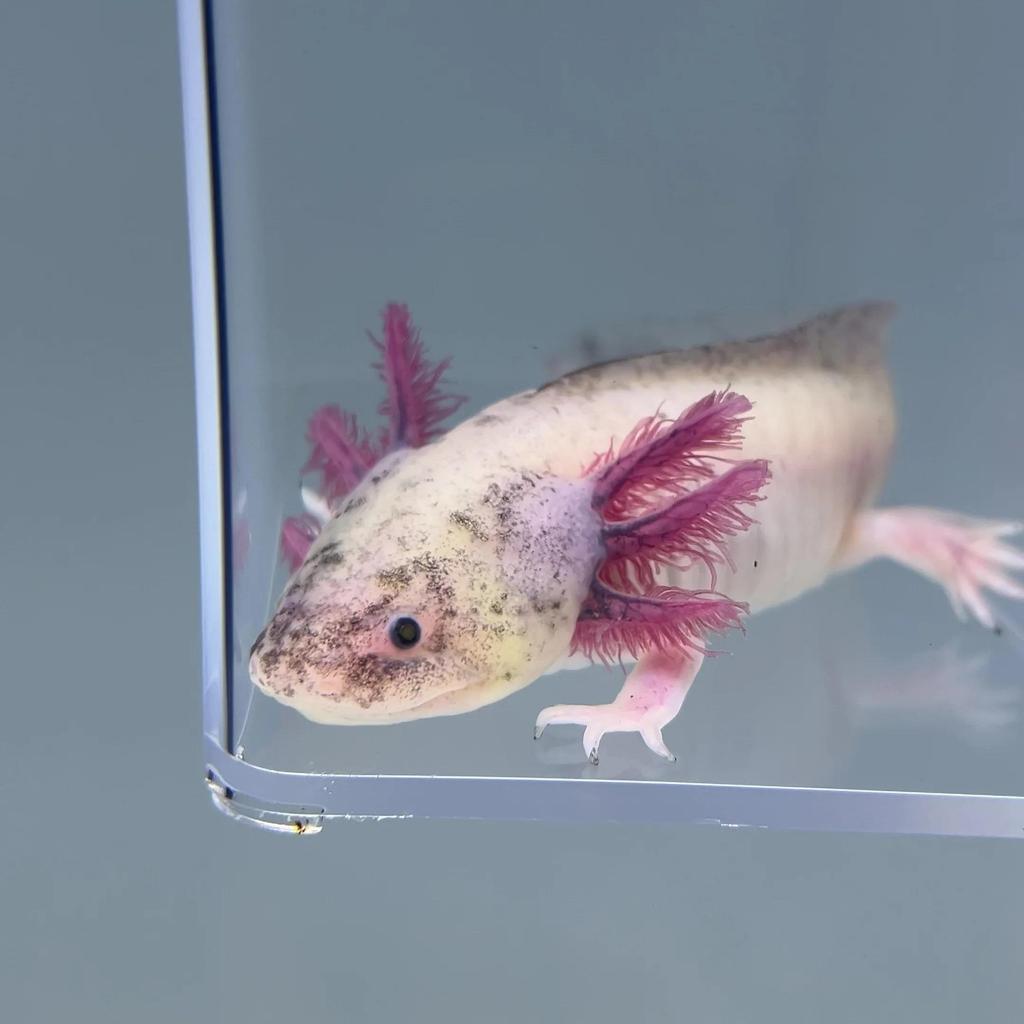 Axolotl Dirty Dogfish Salamander Walking Fish