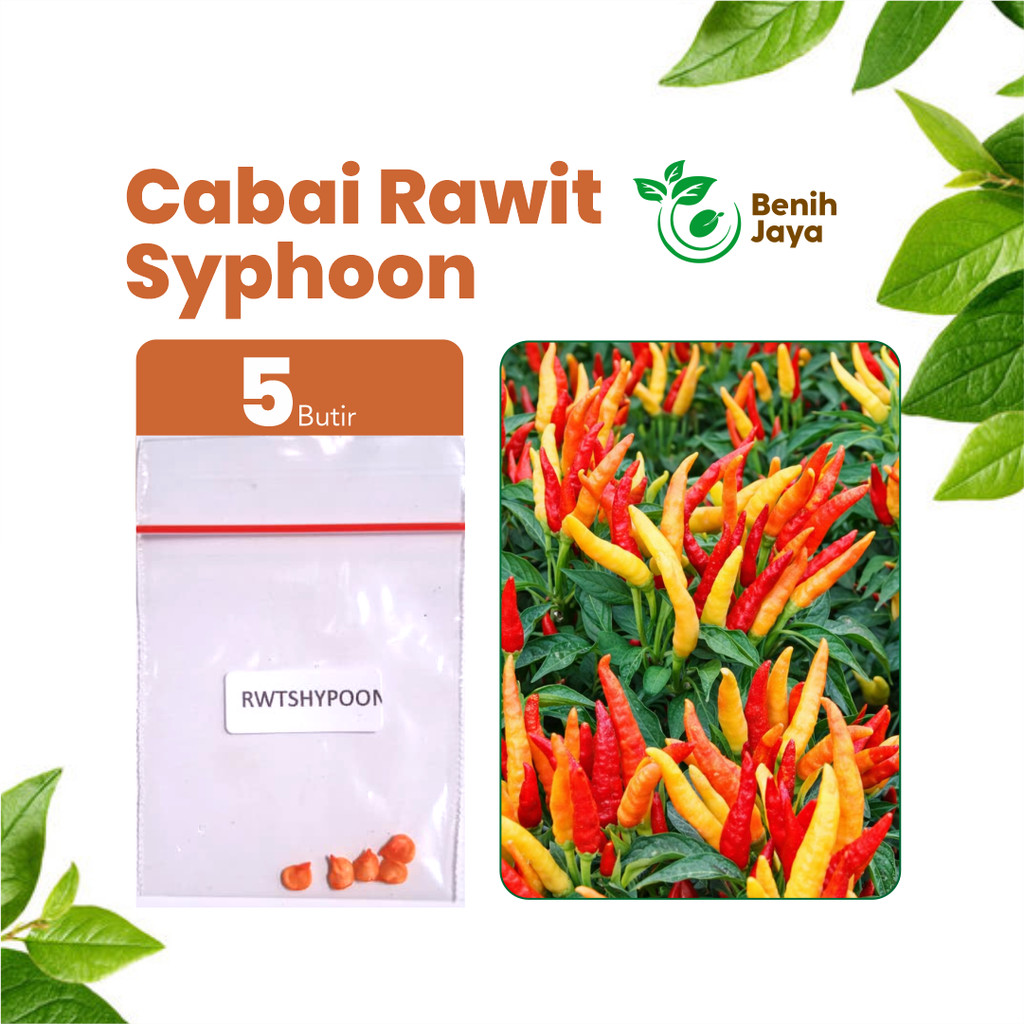 BENIH JAYA - Benih Cabai Rawit Shypoon, Bibit Cabe Rawit Unggul Benih Cabe Rawit Super Pedas