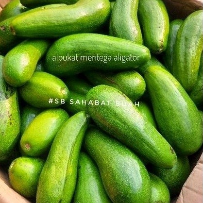 Buah alpukat mentega aligator jumbo size 1kg