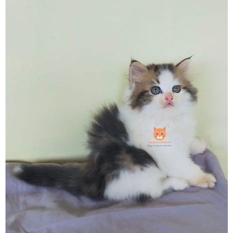 kucing persia norwegian forest