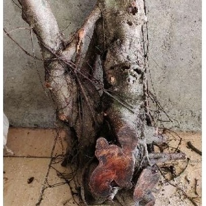 New Best saller Bahan Bonsai Dongkelan Ficus Beringin Iprek Jumbo Realpic Sesuai Gambar