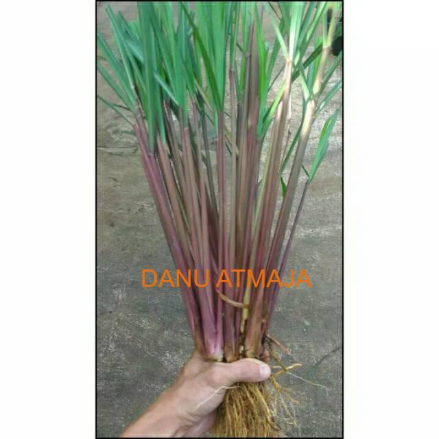 Tanaman Sereh Wangi Merah - 1 kg sereh wangi/sereh merah