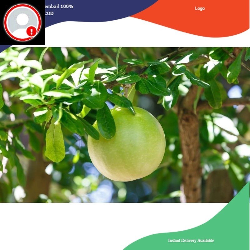 buah brenuk asli buah Maja buah Majapahit asli