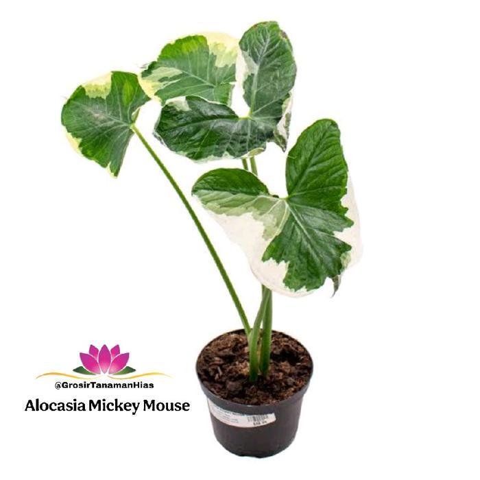 Tanaman Alocasia Mickey Mouse / Xhantosoma Sagittifolium Variegata / Keladi Kantung Semar Varigata