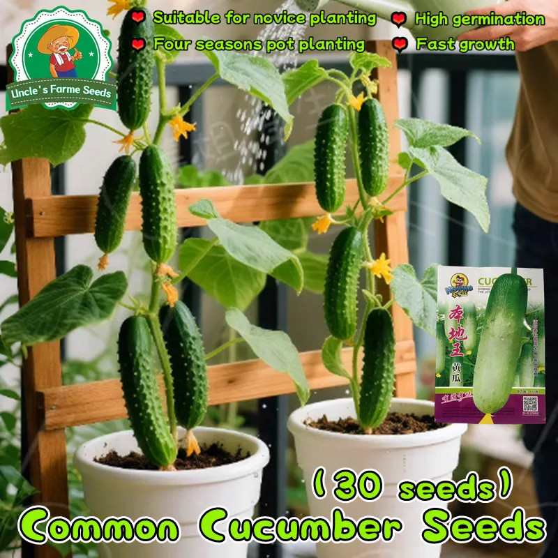 30butir benih Fresh Organic Crispy Cucumber Seeds for Planting Vegetables Plants Cucumber Pipino Veg