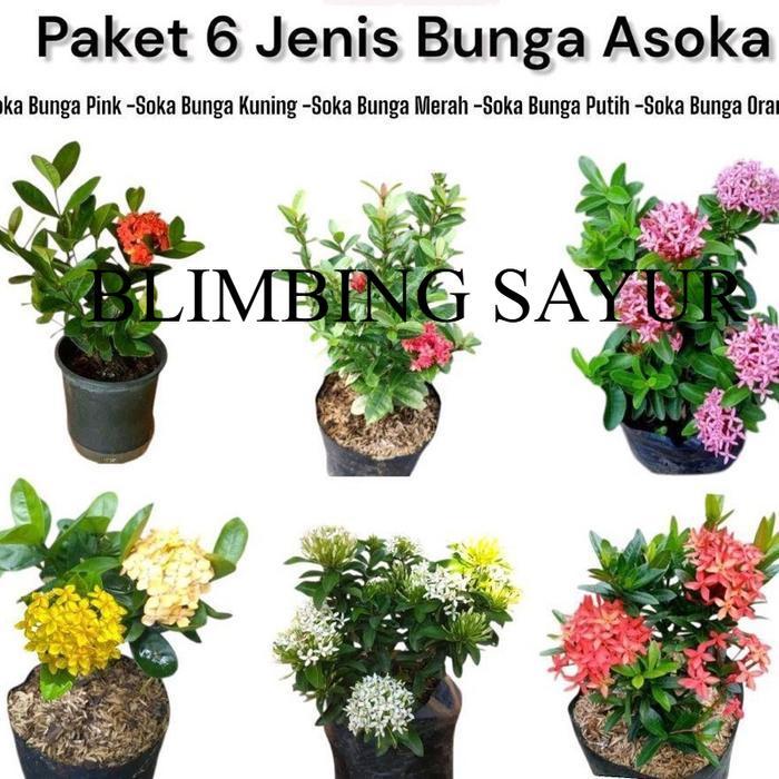 ￼Paket 6 Tanaman Bunga Asoka - Bunga Asoka - Bunga Asoka Hawai - Bunga Soka Jepang - Bunga Soka Jamb