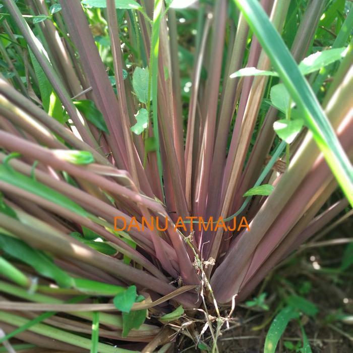 sereh wangi sereh merah/bibit 1 kg sereh wangi/sereh merah