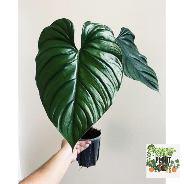 pilodendron plowmani