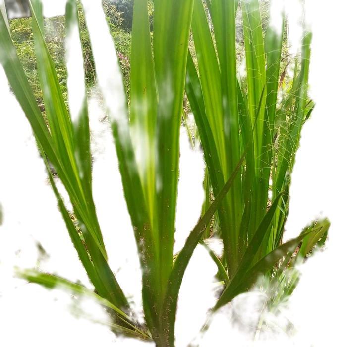 bibit tanaman jaringao atau tanaman delinggo siap tanam isi 2 bibit benih paket berkebun padi