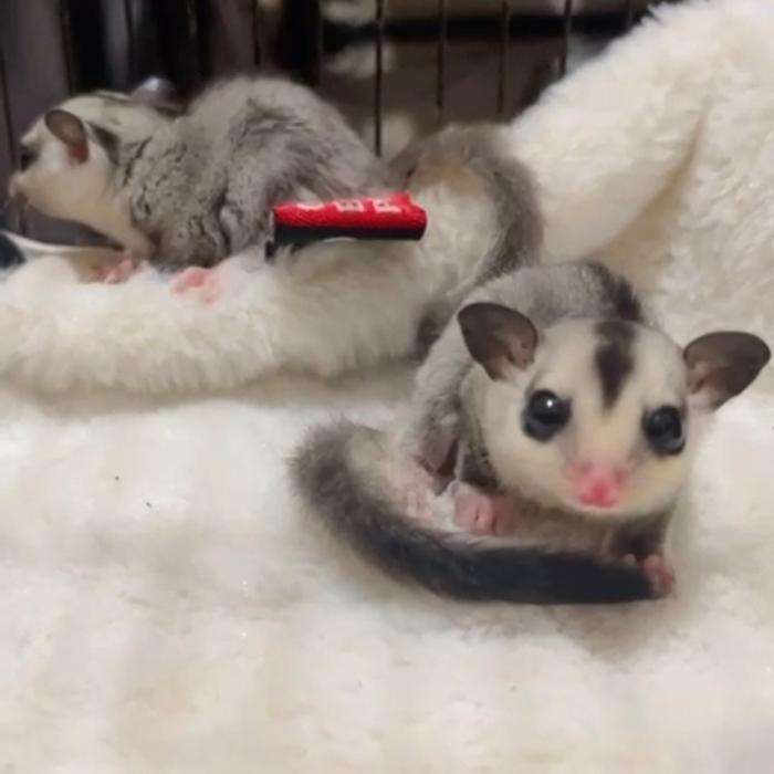 Ready sugar glider white face blonde