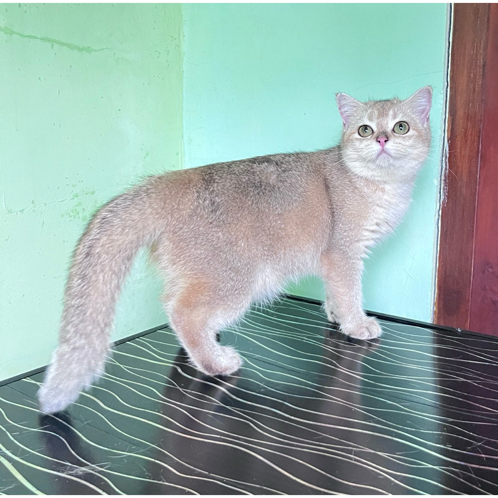 KUCING BSH GOLDEN brithis short hair