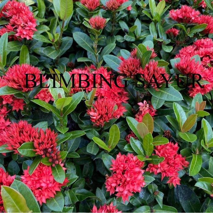 GROSIR tanaman bunga asoka merah asoka mini asoka india bunga merah